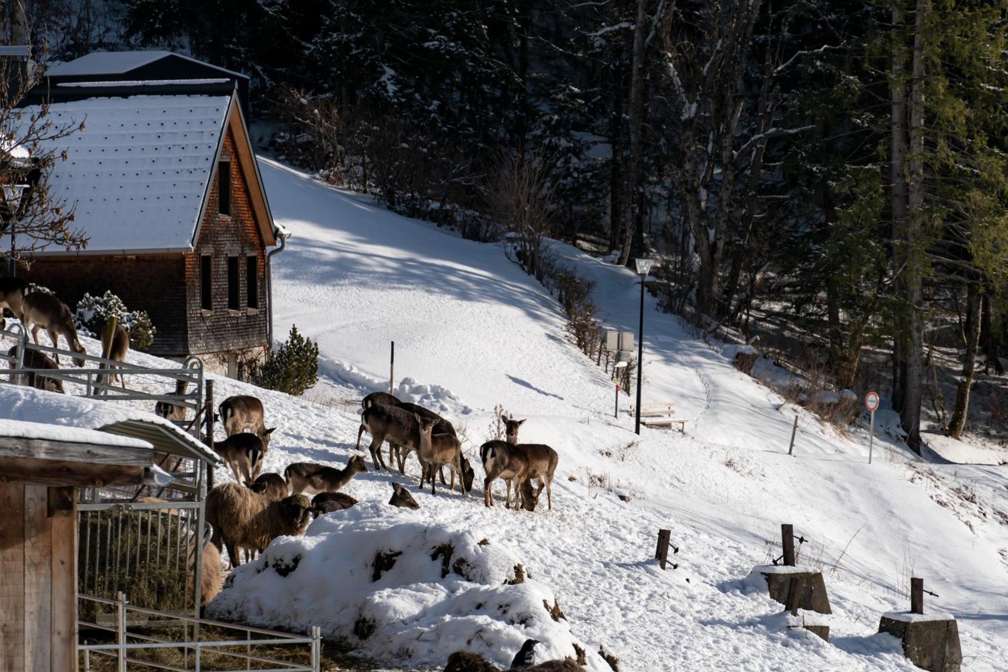 Peterhof Chalets Batschuns Bagian luar foto